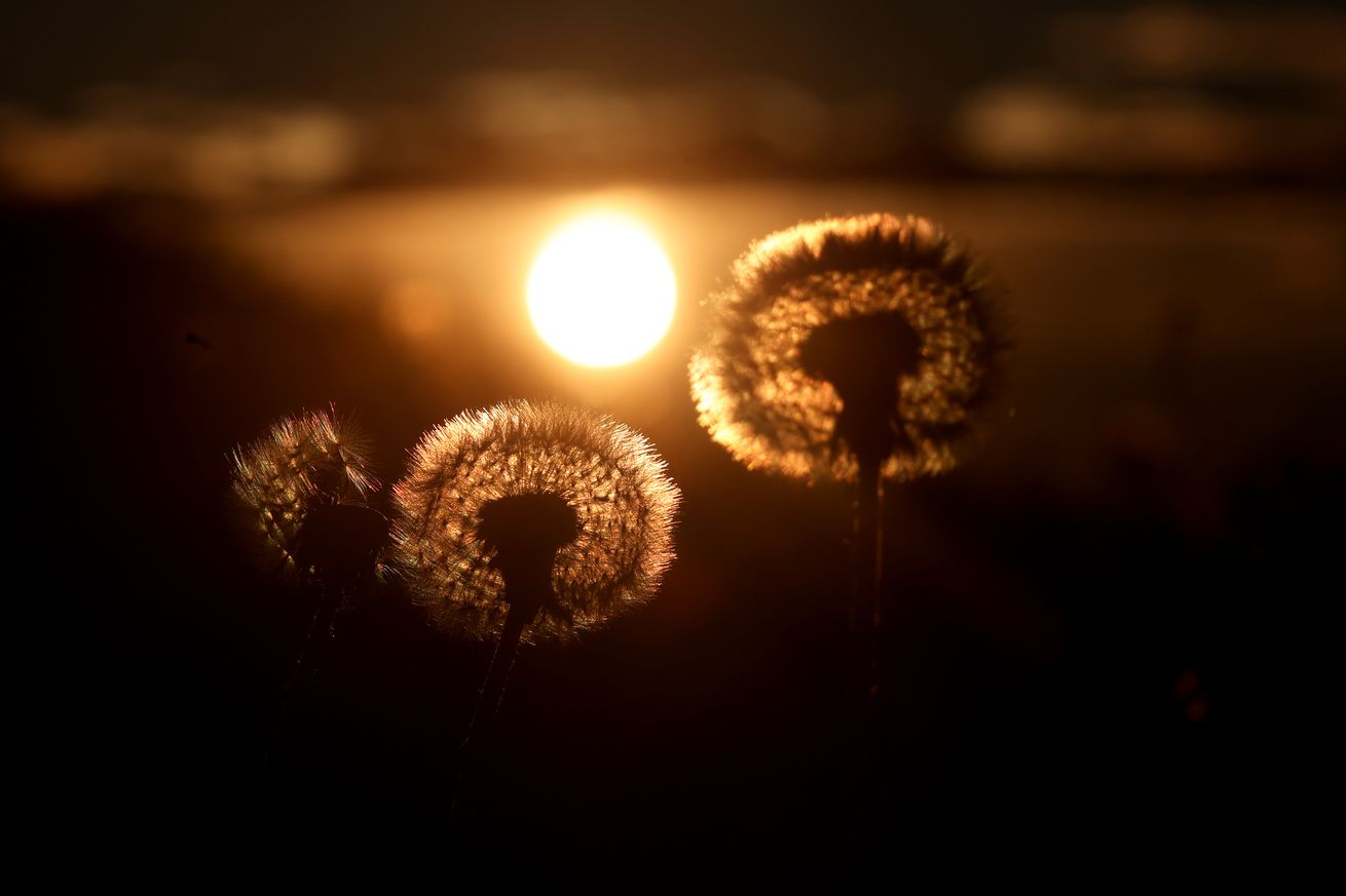 Dandelions at sunrise