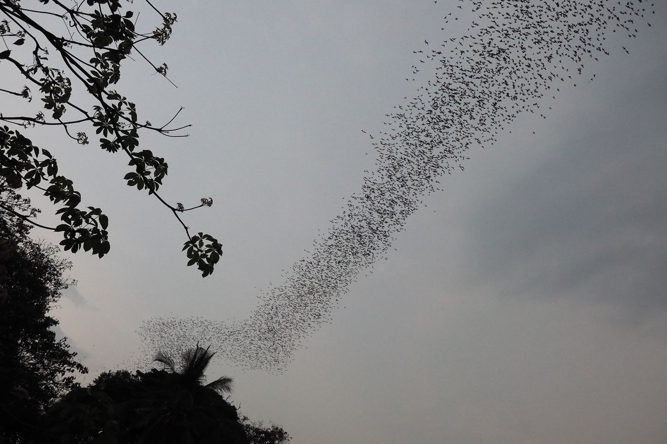 A flock of bats fly in the sky...