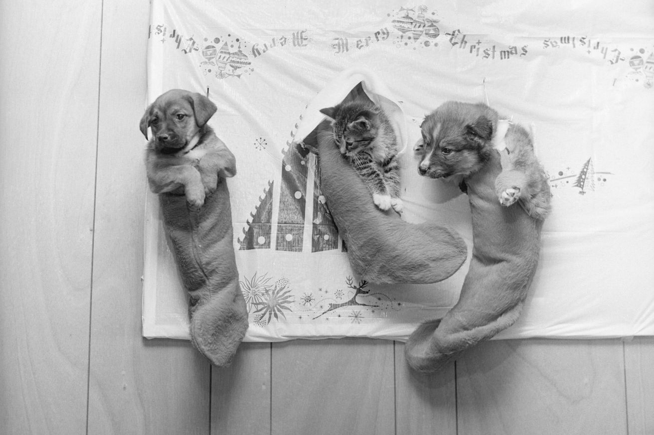 Kitten and Puppy Hanging in Stocking