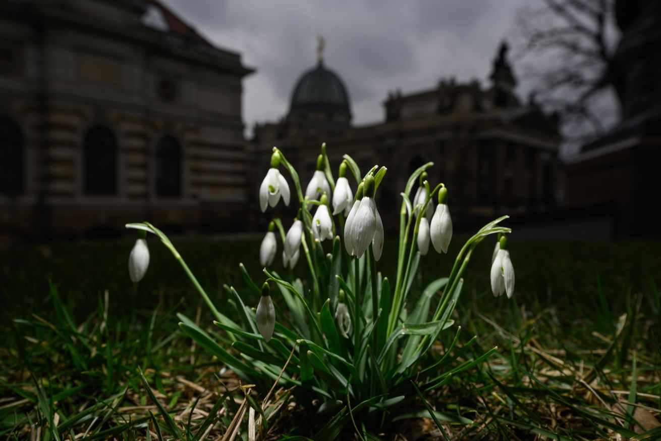 Early bloomers in Dresden - Weather