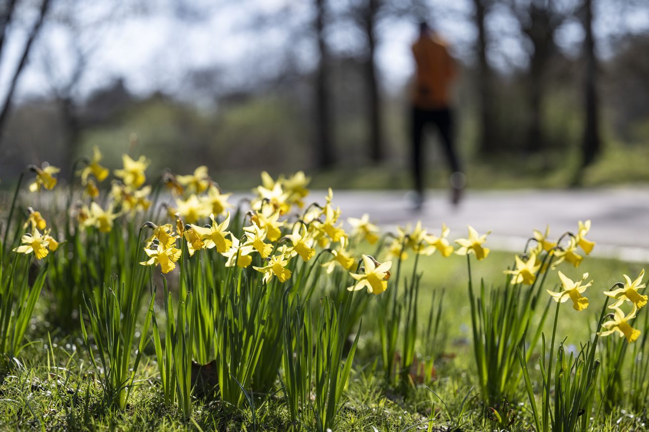 Spring in the Britz Garden