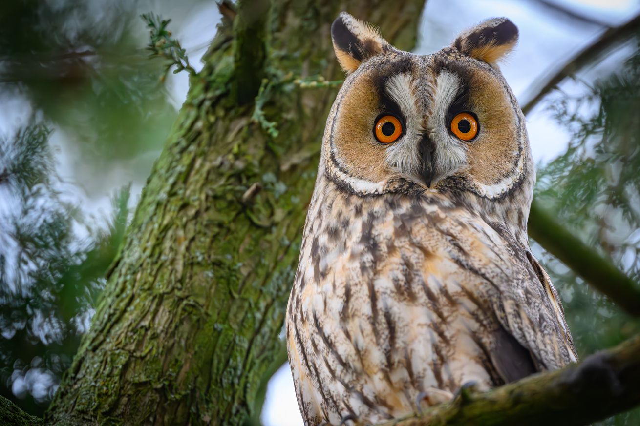 Winter guest with feather ears