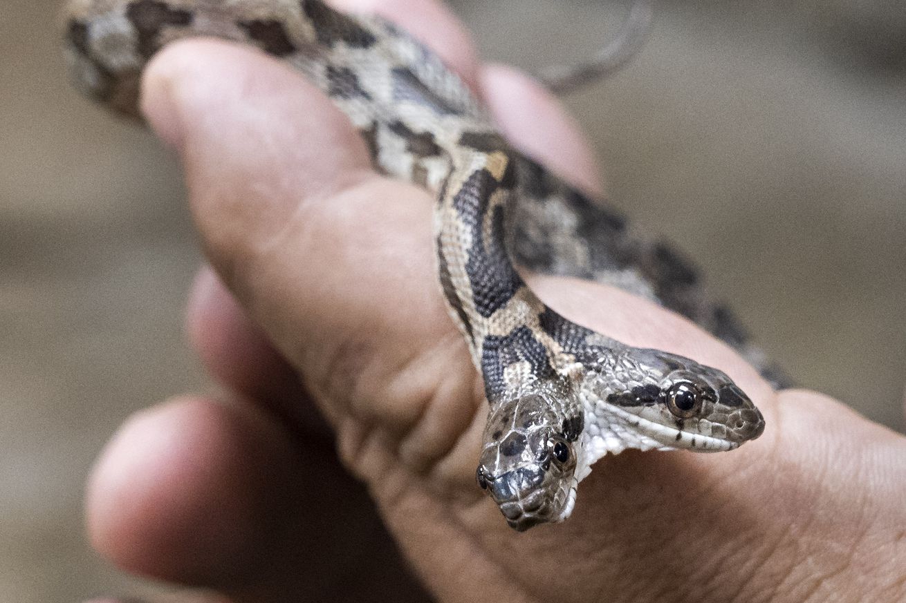 Two-headed Texas rat snake displayed at zoo